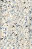 Billede af Fransa Hitas Shirt Blue Art